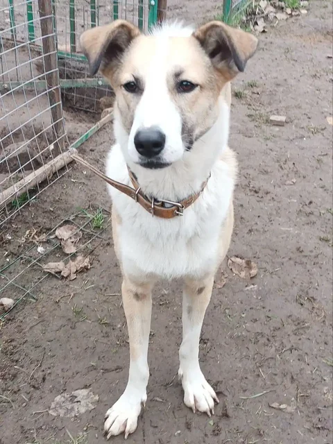 Ищем дом для кошки Форти - Животные в Нижний Новгород