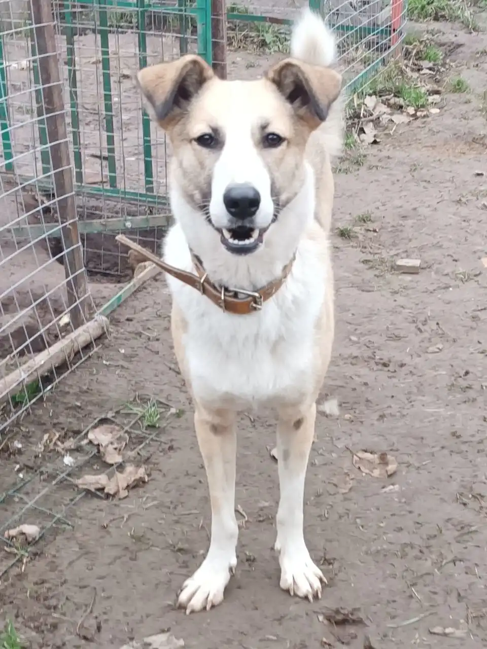 Ищем дом для кошки Форти - Кошки (Животные) в Нижний Новгород