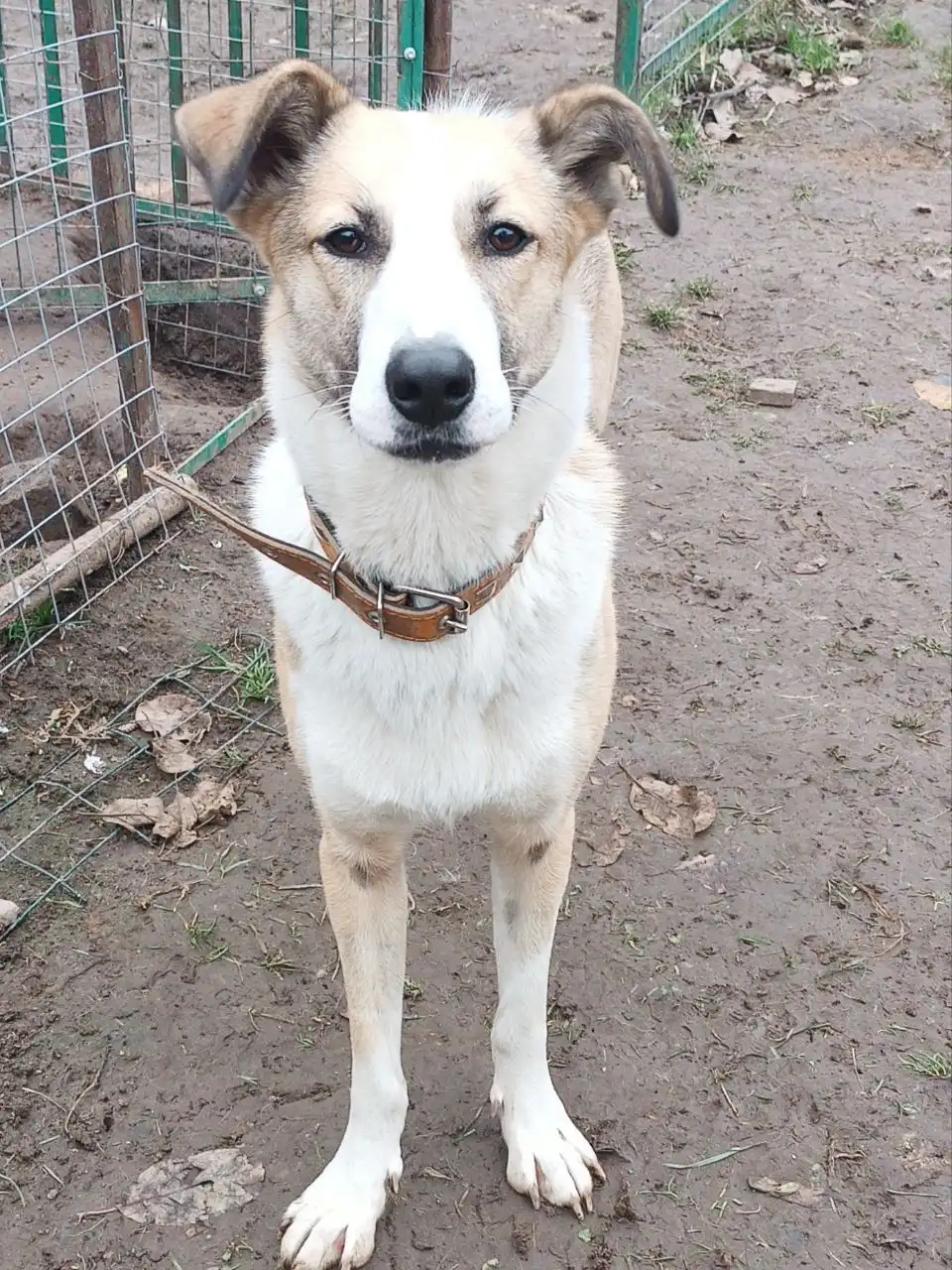 Ищем дом для кошки Форти - Кошки (Животные) в Нижний Новгород