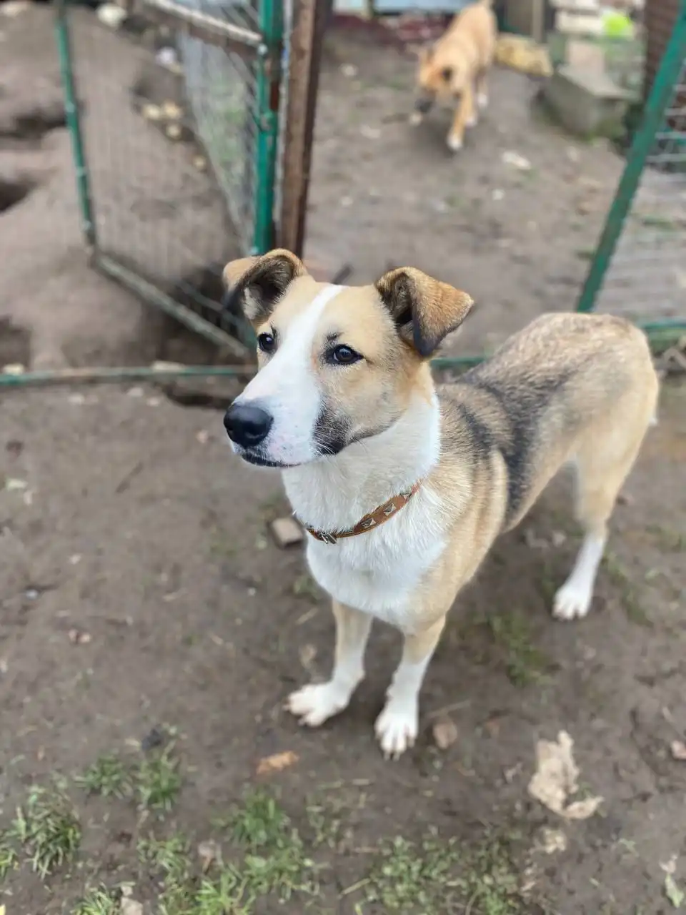 Ищем дом для кошки Форти - Кошки (Животные) в Нижний Новгород