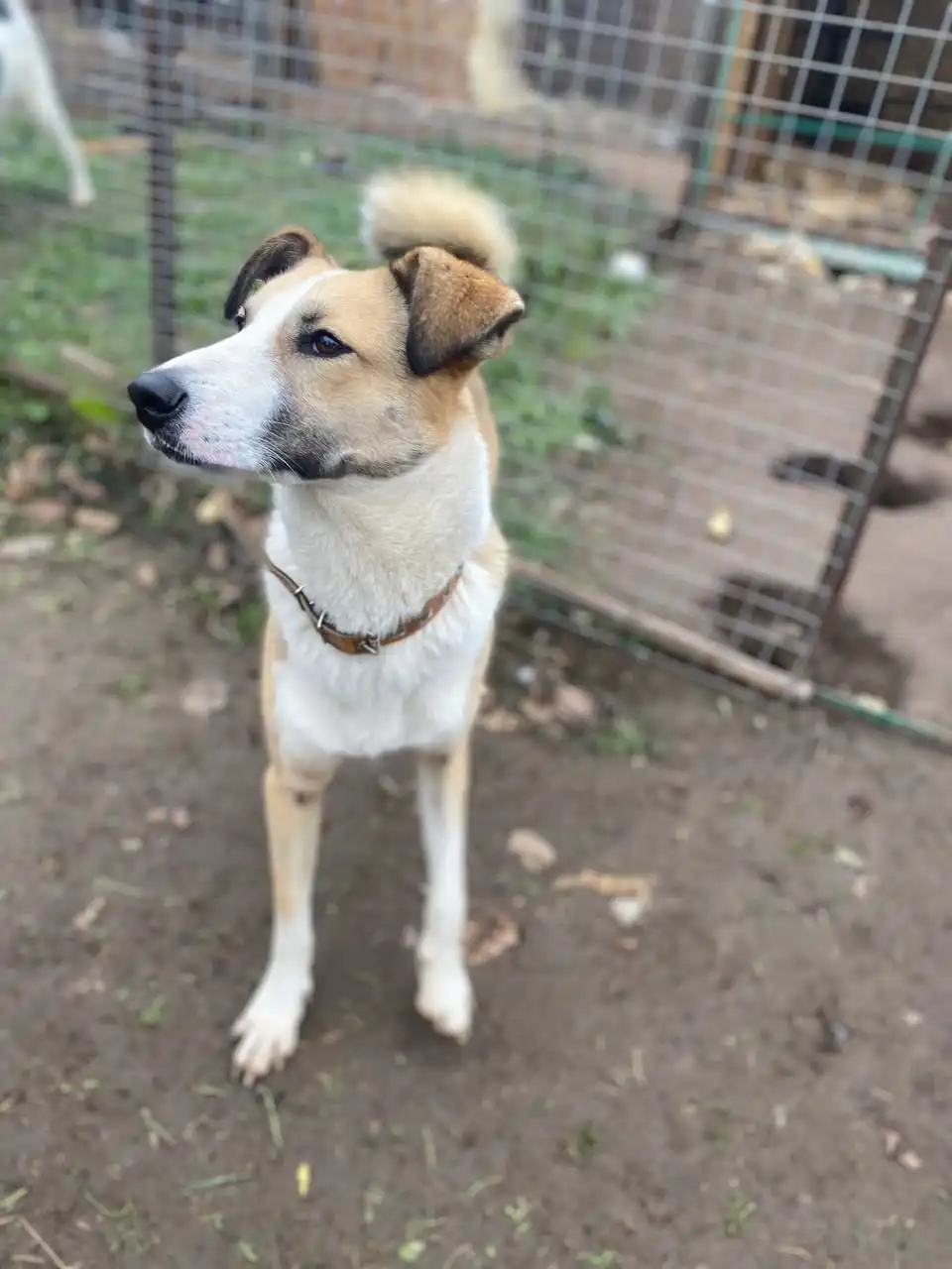 Ищем дом для кошки Форти - Кошки (Животные) в Нижний Новгород