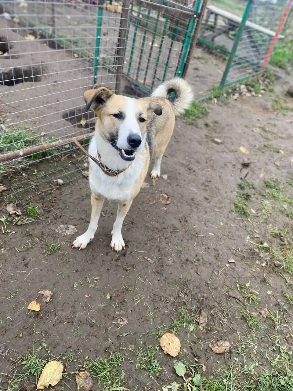 Ищем дом для кошки Форти - Кошки (Животные) в Нижний Новгород