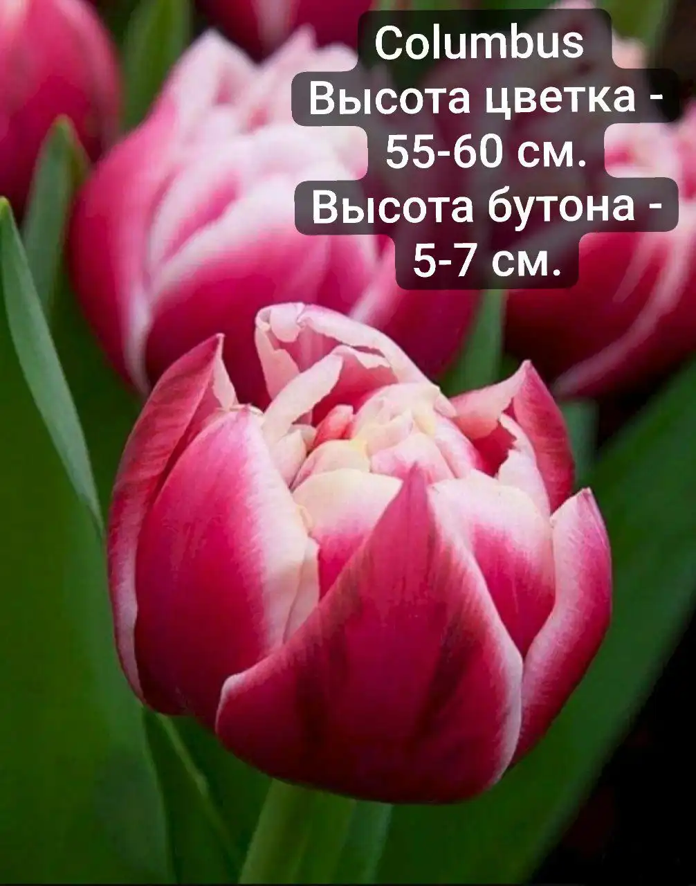 Тюльпаны к 8 Марта от производителя - Цветы (Барахолка) в Нижний Новгород