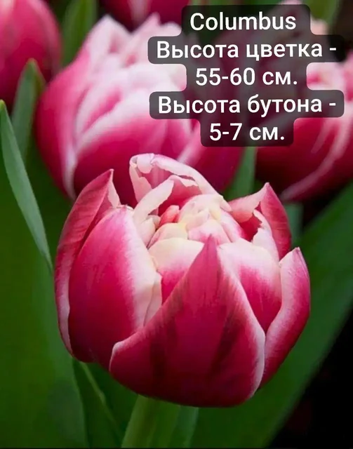 Тюльпаны к 8 Марта от производителя - Цветы в Нижний Новгород