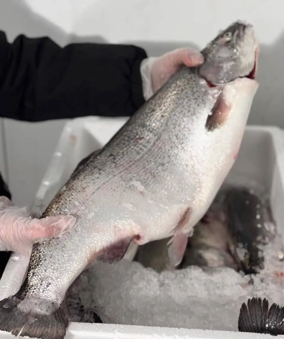 Продажа охлажденной форели икорной - Продукты питания (Барахолка) в Нижний Новгород