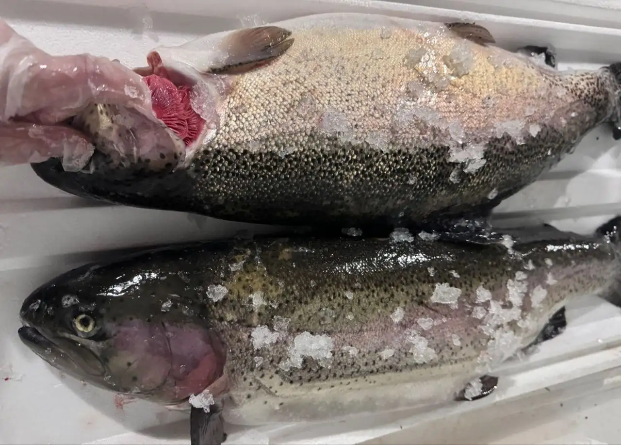 Продажа охлажденной форели икорной - Продукты питания (Барахолка) в Нижний Новгород