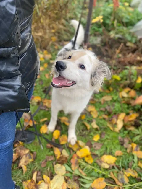 Ищем семью и дом для собаки Бима - частное объявление в Нижний Новгород