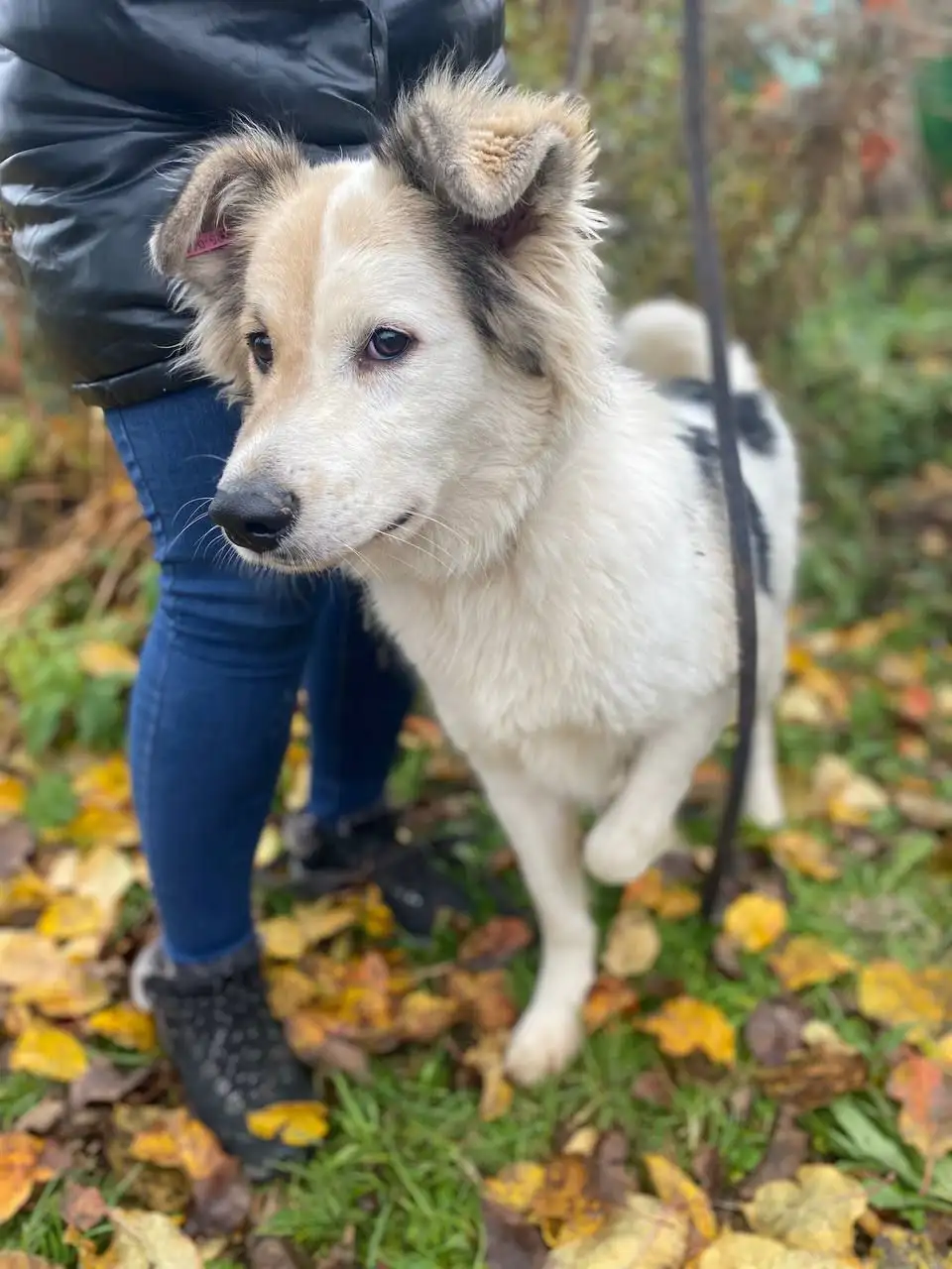 Ищем семью и дом для собаки Бима - Собаки (Животные) в Нижний Новгород