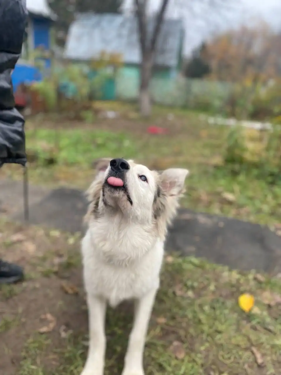 Ищем семью и дом для собаки Бима - Собаки (Животные) в Нижний Новгород