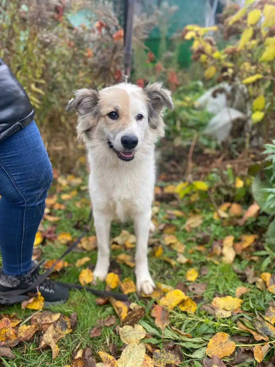 Ищем семью и дом для собаки Бима - Собаки (Животные) в Нижний Новгород
