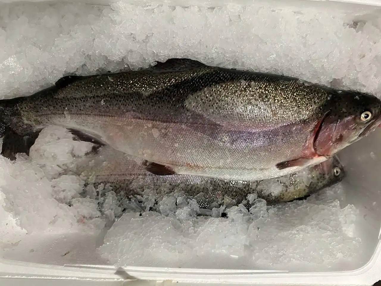 Форель охлажденная икорная 80% - Продукты питания (Барахолка) в Нижний Новгород