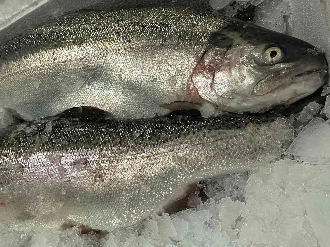 Форель охлажденная икорная 80% - Продукты питания (Барахолка) в Нижний Новгород