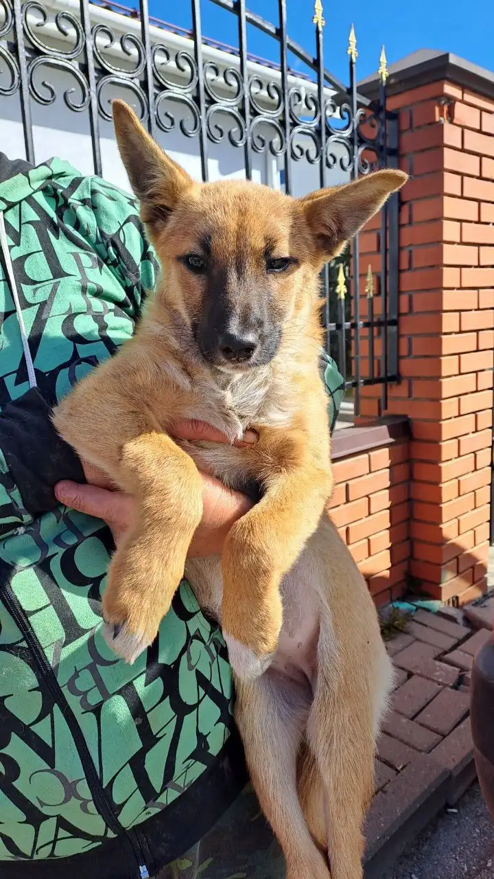 Ищем дом и хозяина для щенка Лизы - Собаки (Животные) в Нижний Новгород