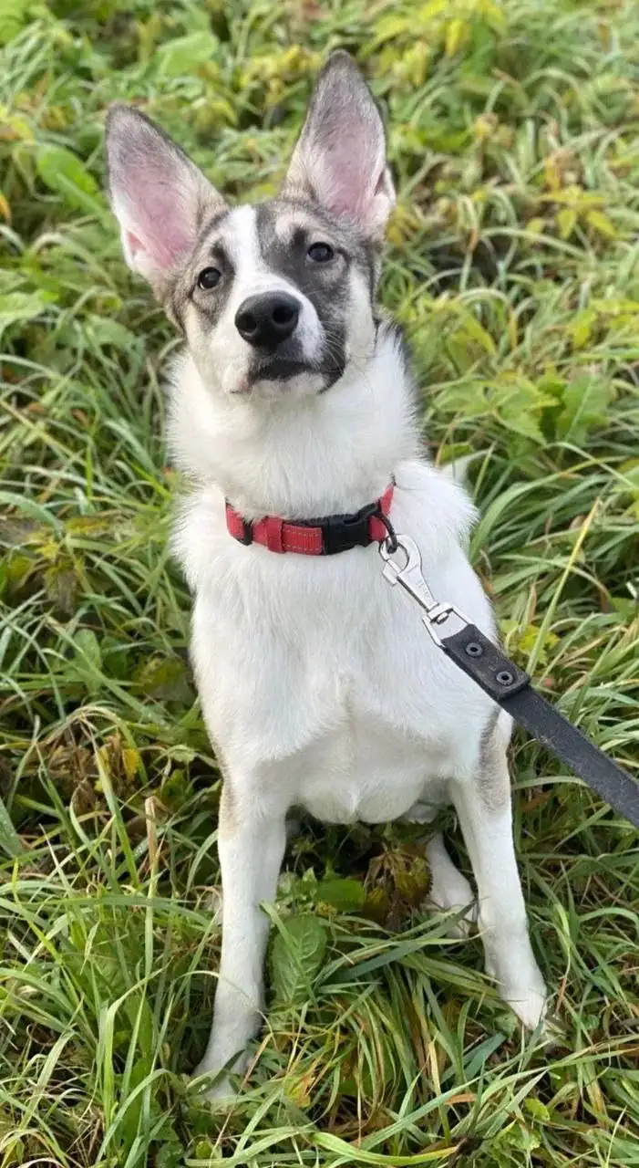 Собака Тори ищет новый дом - Собаки (Животные) в Нижний Новгород