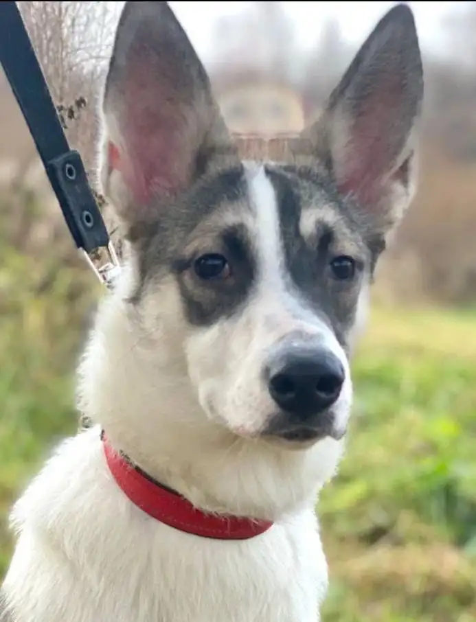 Собака Тори ищет новый дом - Собаки (Животные) в Нижний Новгород