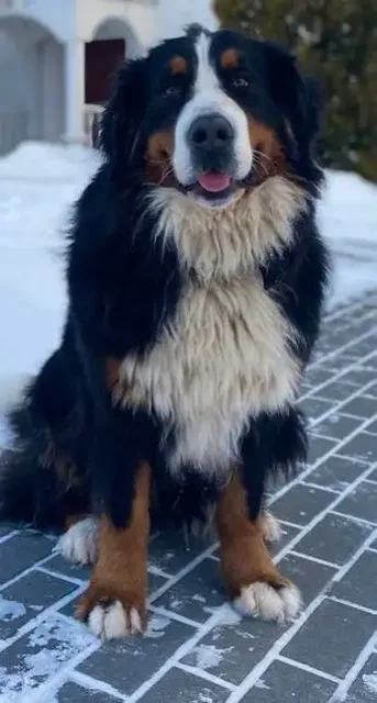 Бернский Зенненхунд Нимфея ищет дом - Животные в Нижний Новгород