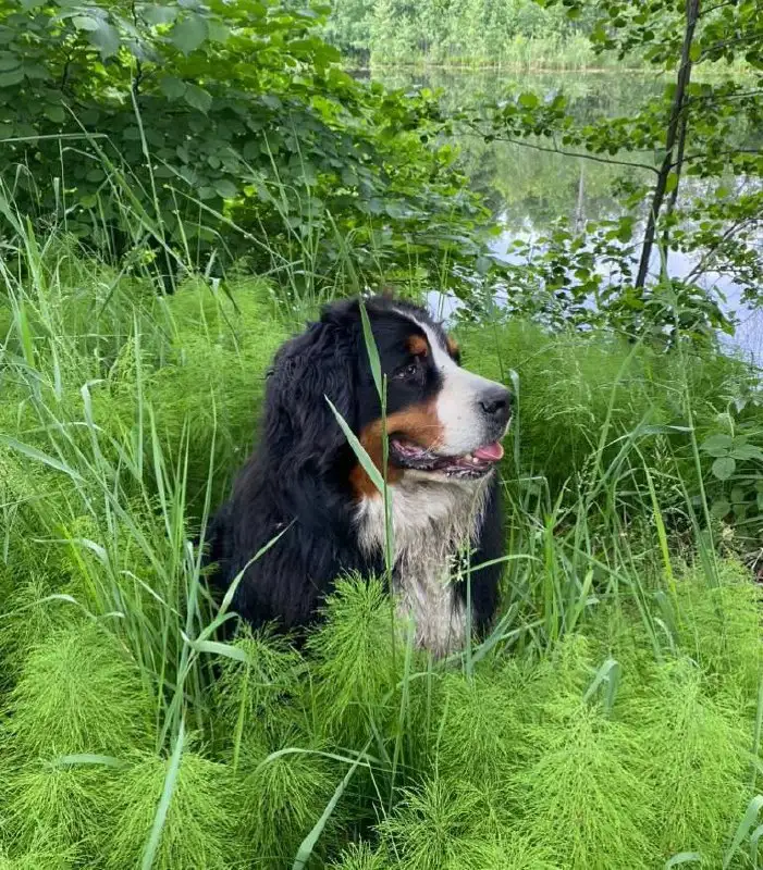 Бернский Зенненхунд Нимфея ищет дом - Собаки (Животные) в Нижний Новгород