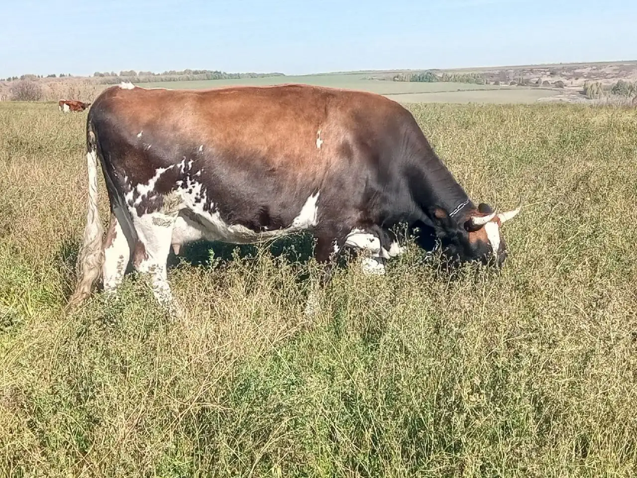 Продажа выдержанных сыров: качотта, костромской, российский, брынза, сулугуни - Продукты питания (Барахолка) в Арзамас