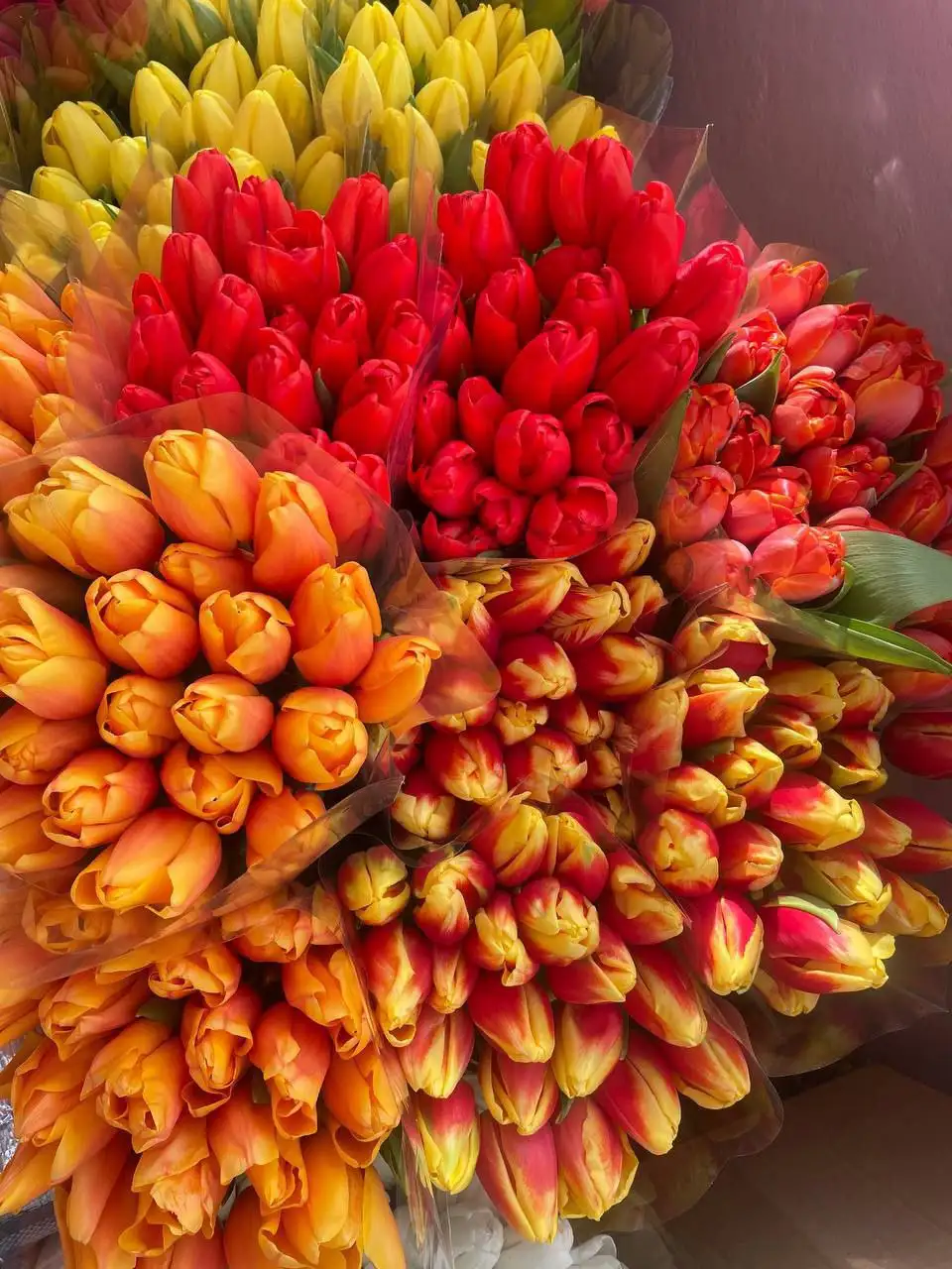 Голландский тюльпан к 8 марта - Доставка цветов (Услуги) в Нижний Новгород