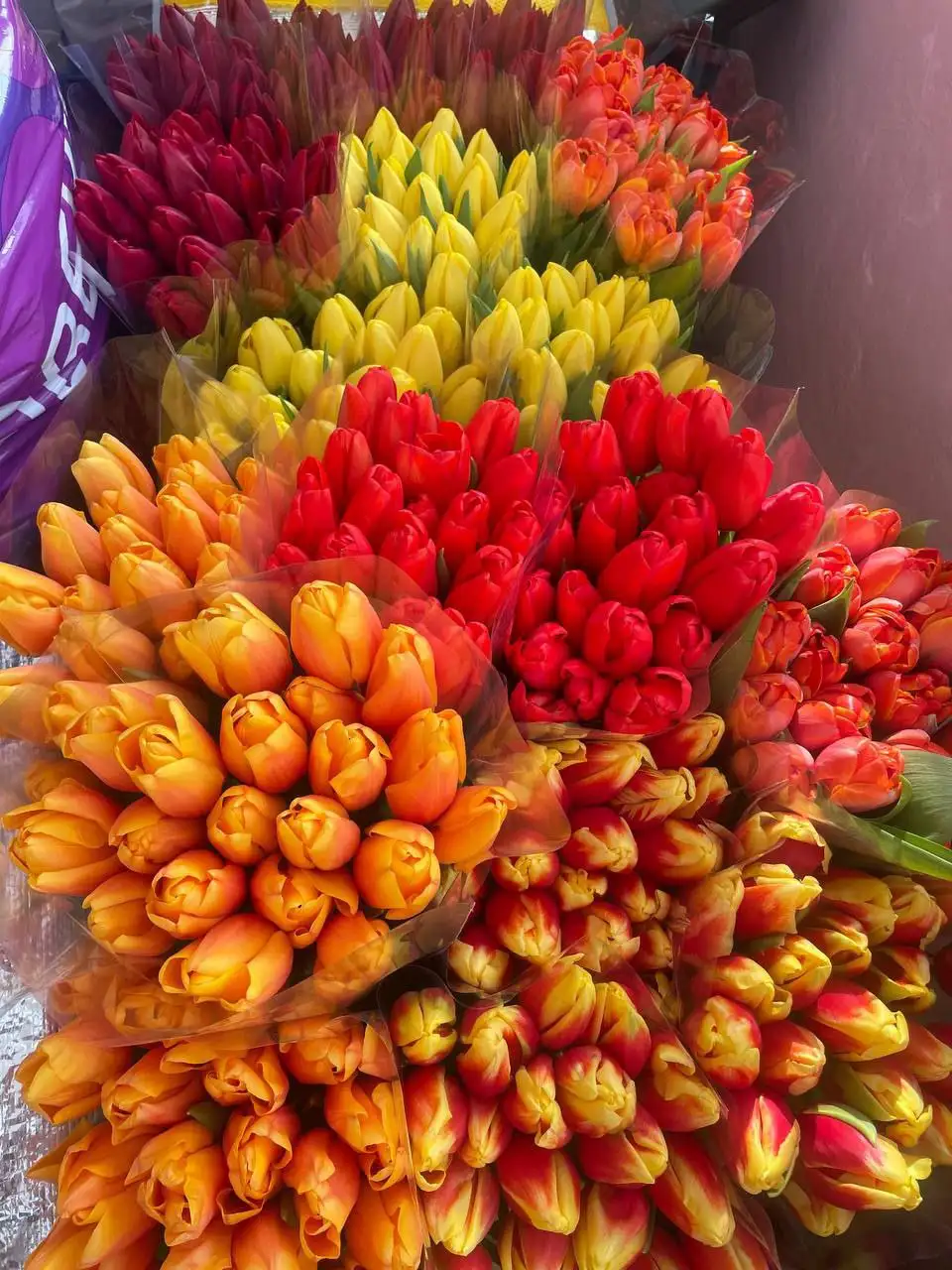 Голландский тюльпан к 8 марта - Доставка цветов (Услуги) в Нижний Новгород