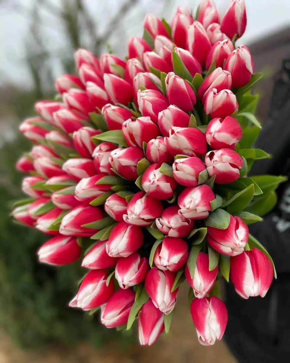 Голландский тюльпан к 8 марта - Доставка цветов (Услуги) в Нижний Новгород