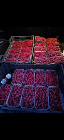 Малина в заморозке со своей фермы - Средства индивидуальной защиты в Нижний Новгород