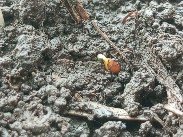 Семена шелковицы (тутовника) для посадки - Музыкальные инструменты в Нижний Новгород