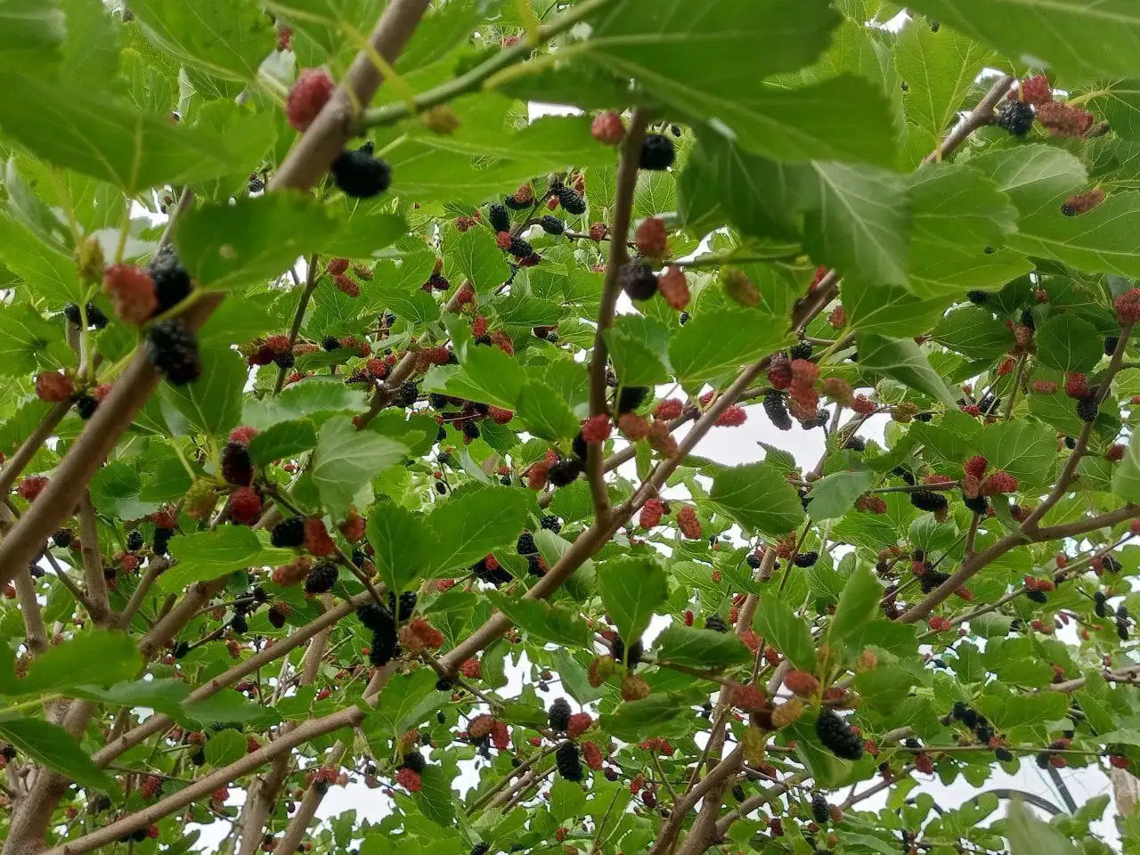 Семена шелковицы (тутовника) для посадки - Сад и огород (Хобби и отдых) в Нижний Новгород