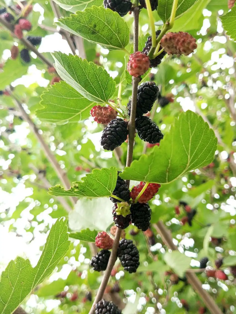 Семена шелковицы (тутовника) для посадки - Сад и огород (Хобби и отдых) в Нижний Новгород
