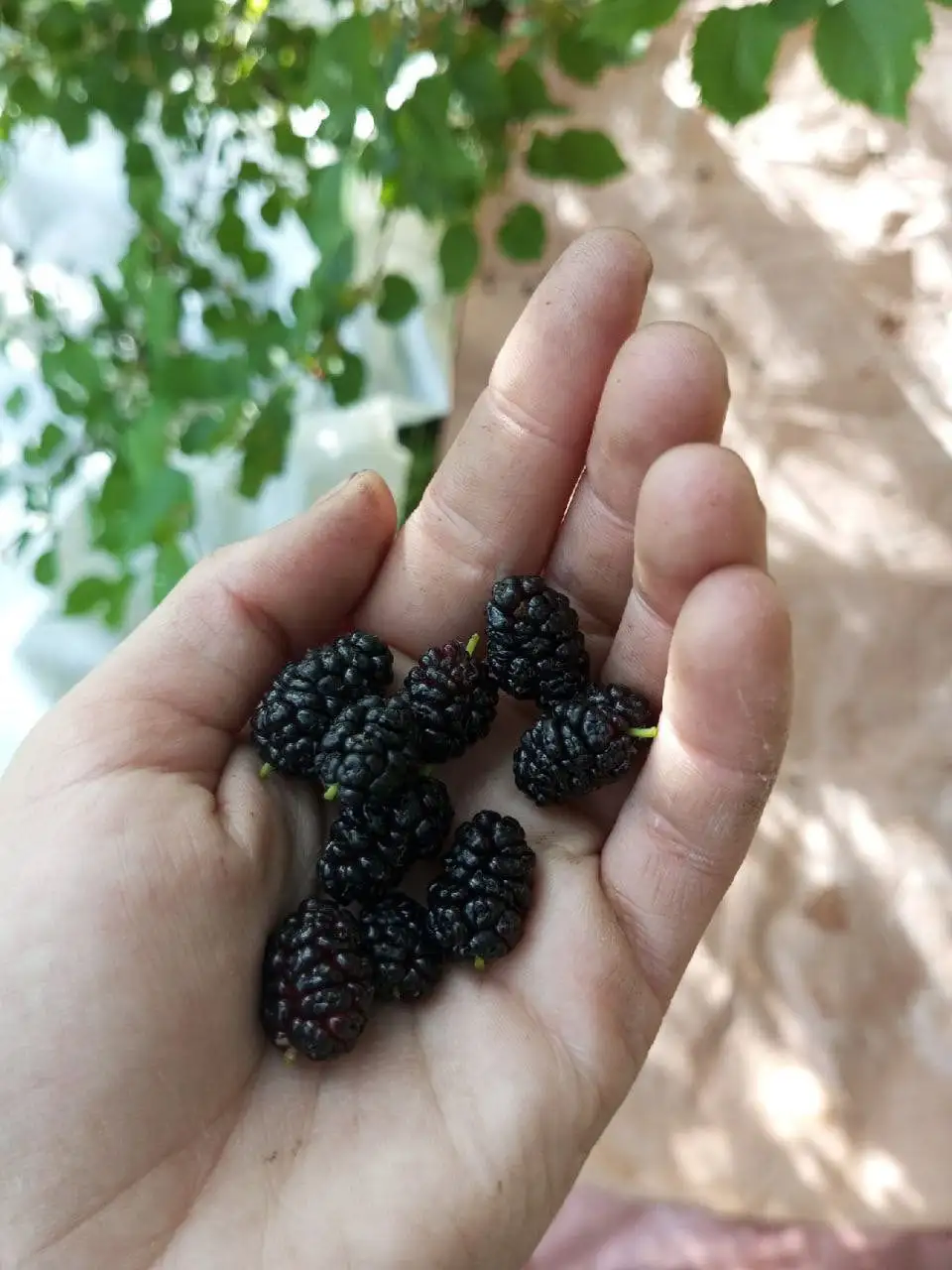 Семена шелковицы (тутовника) для посадки - Сад и огород (Хобби и отдых) в Нижний Новгород