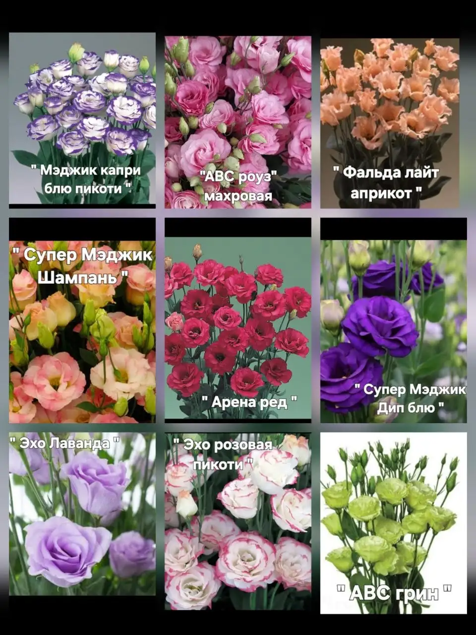 Эустома (кустик 10-15см) - раздача в мае - Садоводство/Растения (Хобби и отдых) в Нижний Новгород