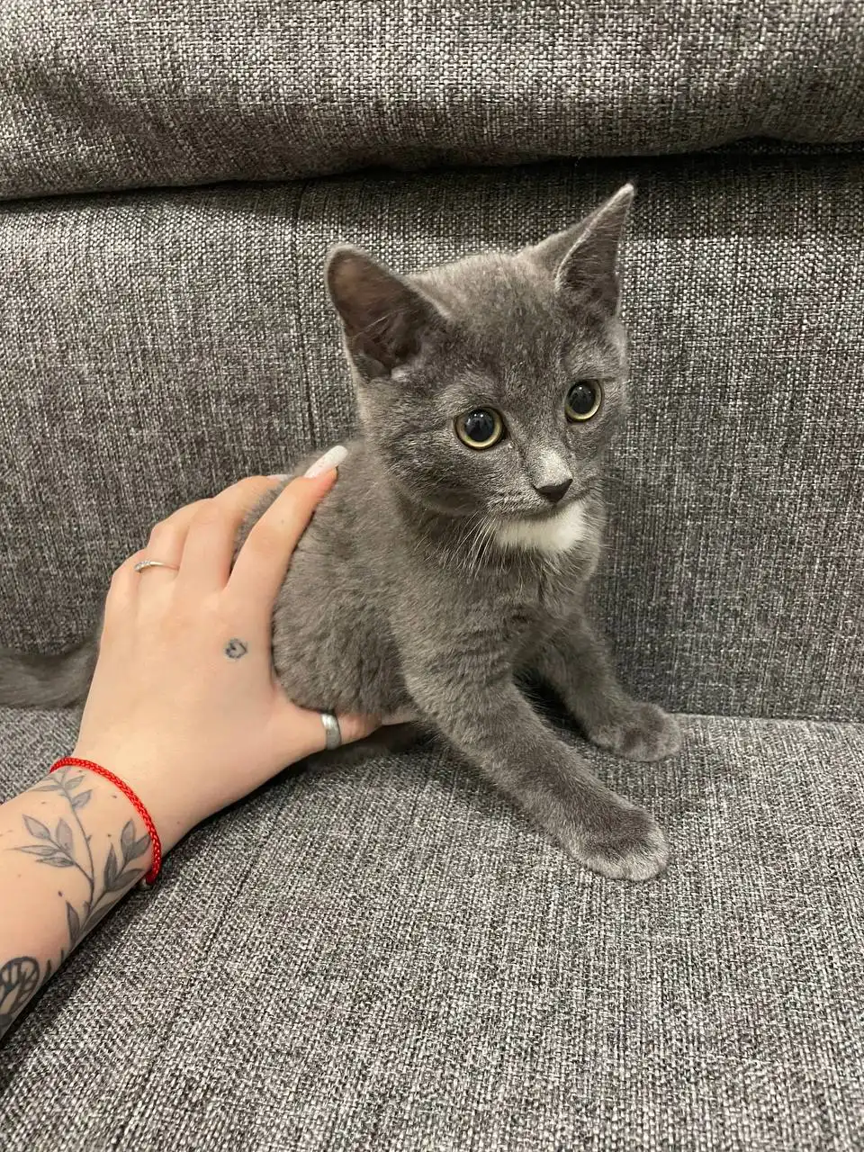 Продажа породистого кота - Кошки (Животные) в Омск