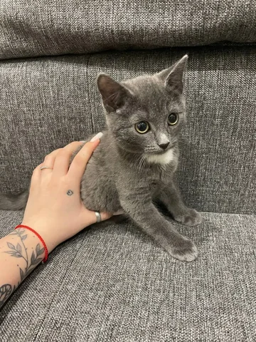 Продажа породистого кота - Собаки в Омск