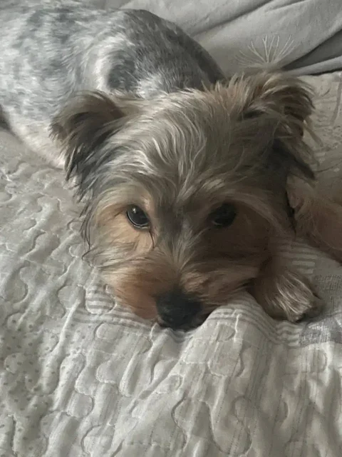 Потерялся йоркширский терьер по кличке Блэки в Омске - частное объявление в Омск