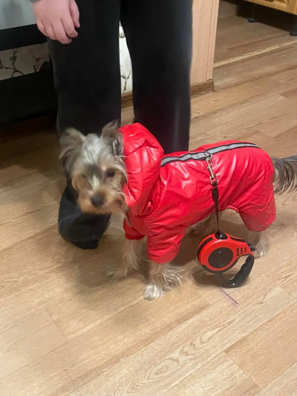 Потерялся йоркширский терьер по кличке Блэки в Омске - Потерянные животные (Животные) в Омск