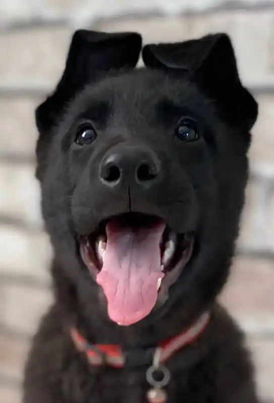 Щенки Восточноевропейской овчарки - Животные в Иркутск