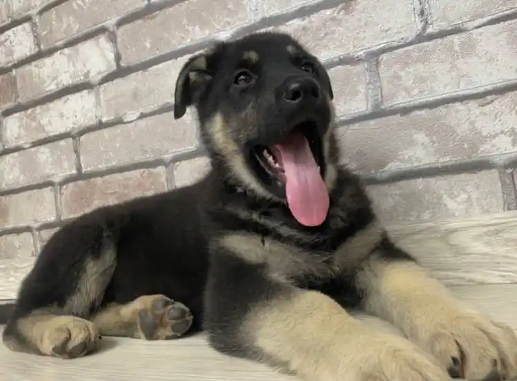 Щенки Восточноевропейской овчарки