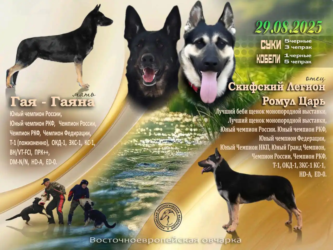 Щенки Восточноевропейской овчарки