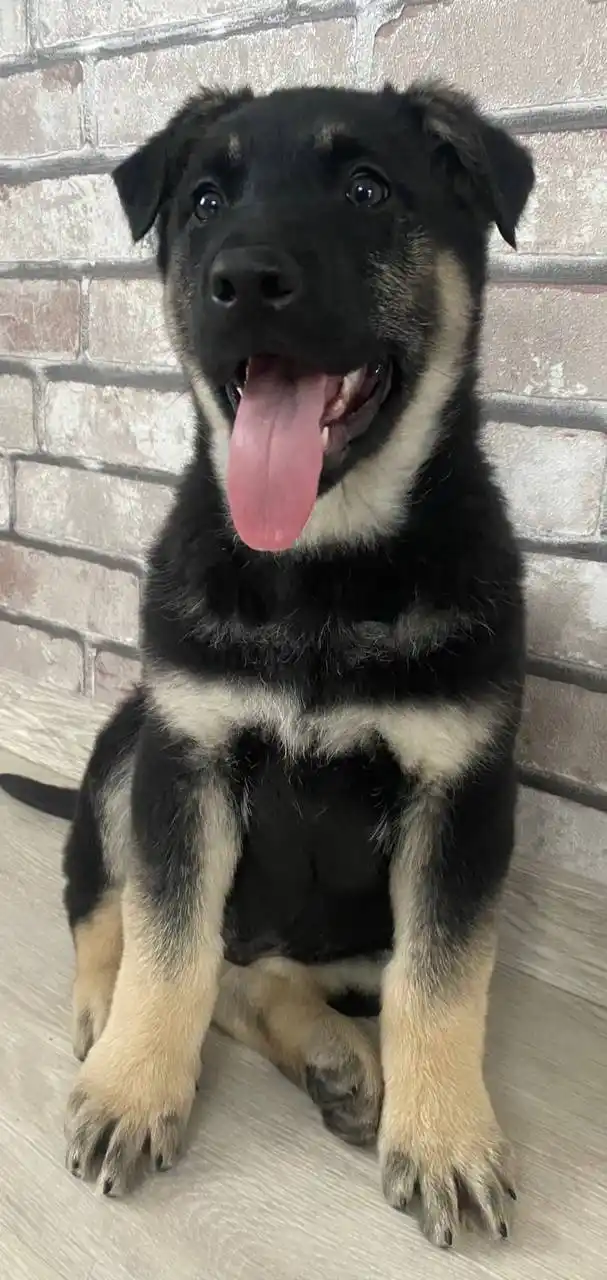 Щенки Восточноевропейской овчарки