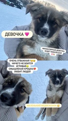 Ищу дом для животного - Животные в Иркутск