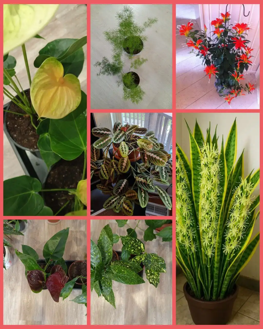 Продажа комнатных растений