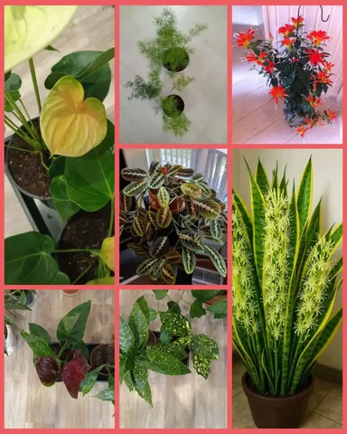 Продажа комнатных растений - частное объявление в Грановщина