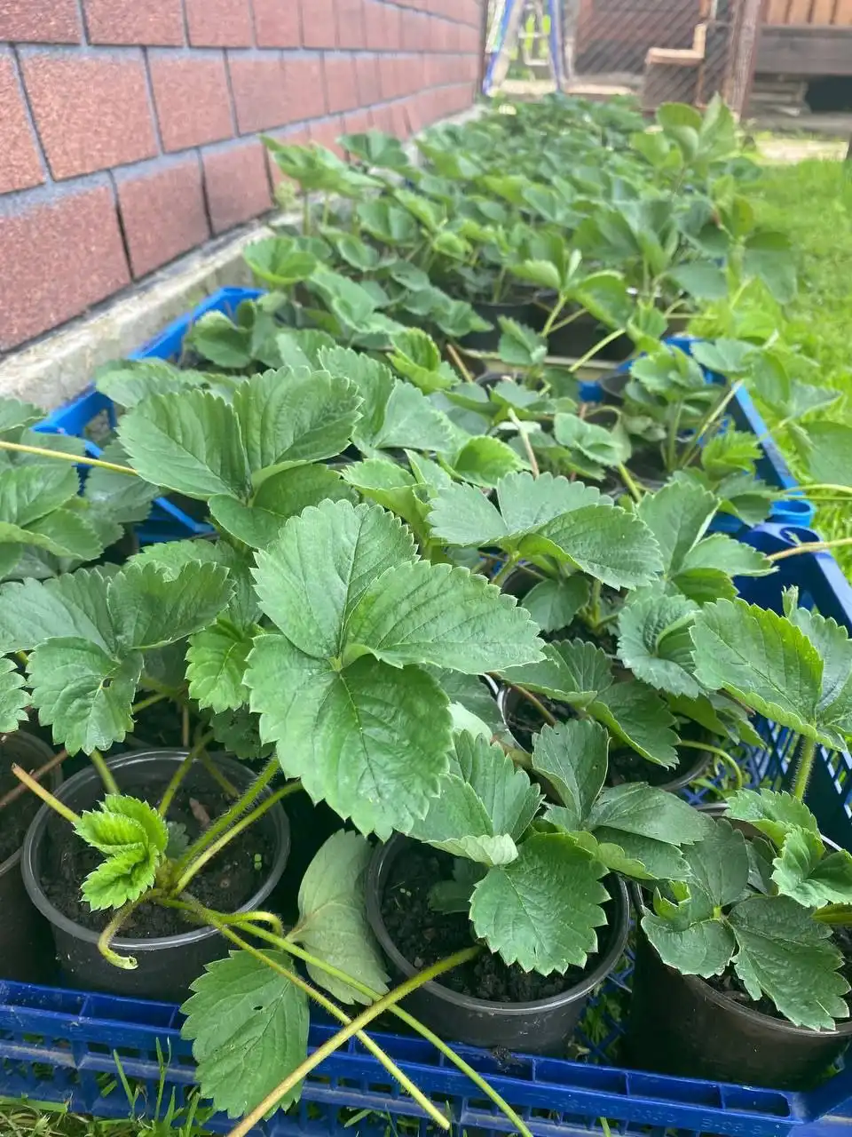 Укорененные саженцы сортовой Байкальской клубники на весну 2026