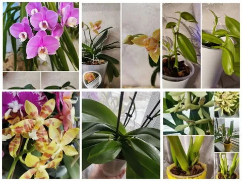 Продам орхидеи в Ново-Ленино - частное объявление в Ново-Ленино