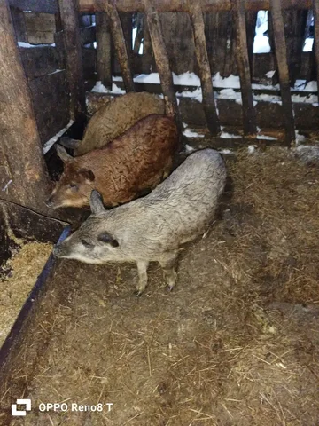 Продажа трёх поросят породы Мангалица - частное объявление в Усольский район