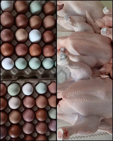 Продажа мяса бройлера и куриных яиц в Ангарске - Товары для детей в Ангарск