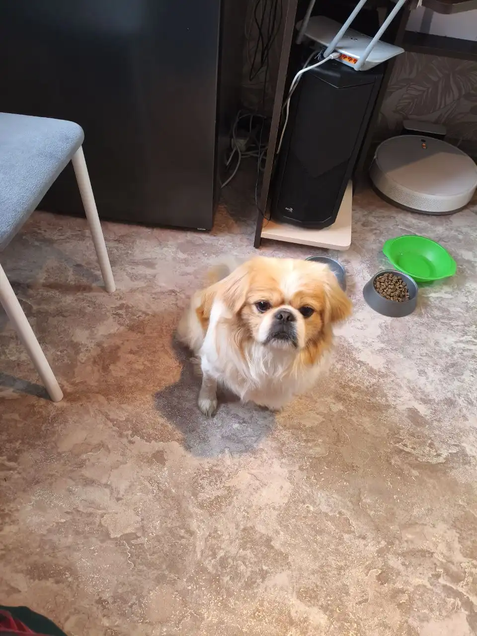 Найдена собака, ищем хозяина