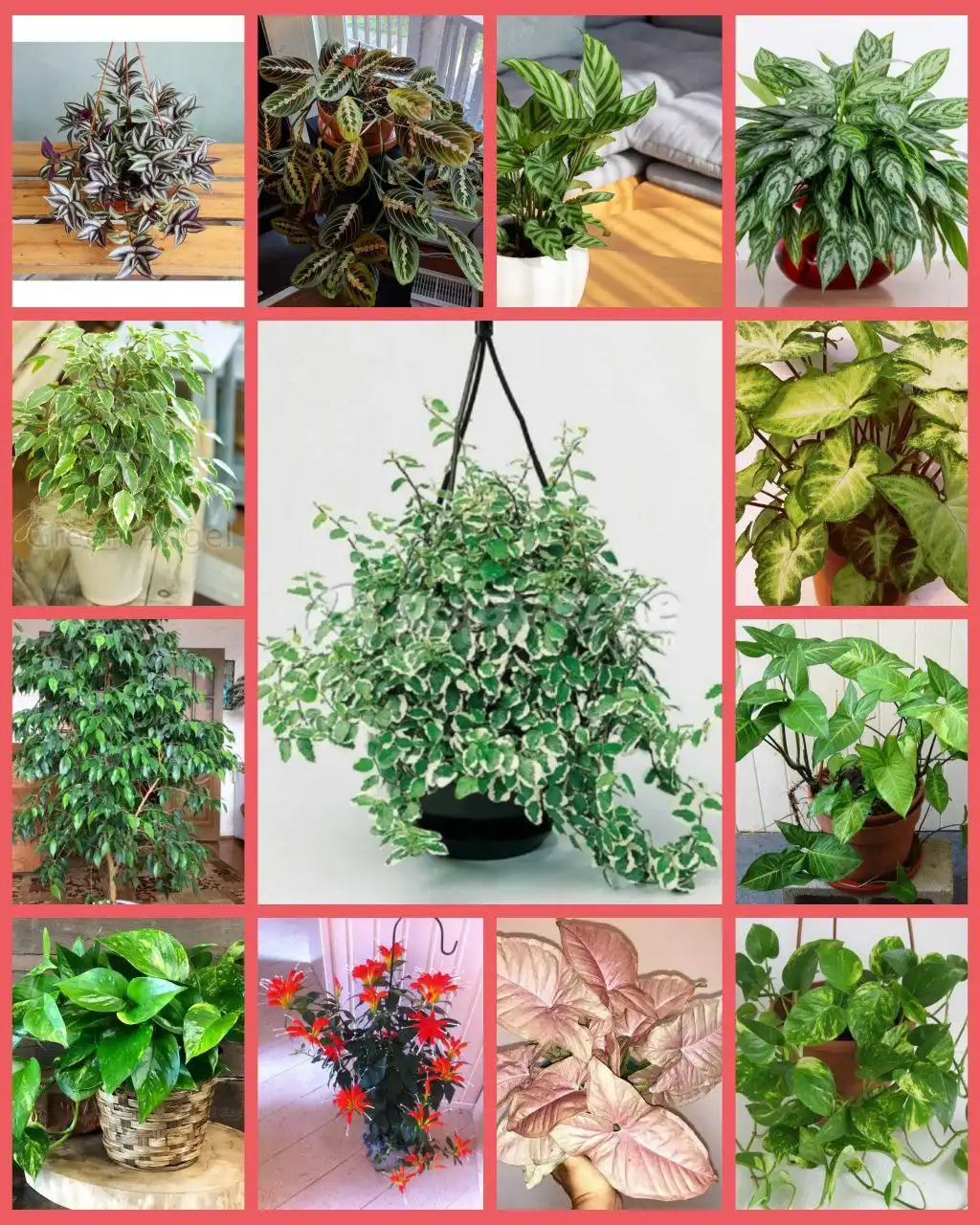 Продажа комнатных растений в Иркутской области - Хобби и отдых в Неизвестно