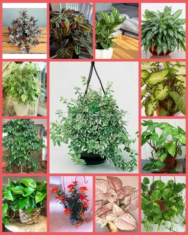 Продажа комнатных растений в Иркутской области - частное объявление в Неизвестно