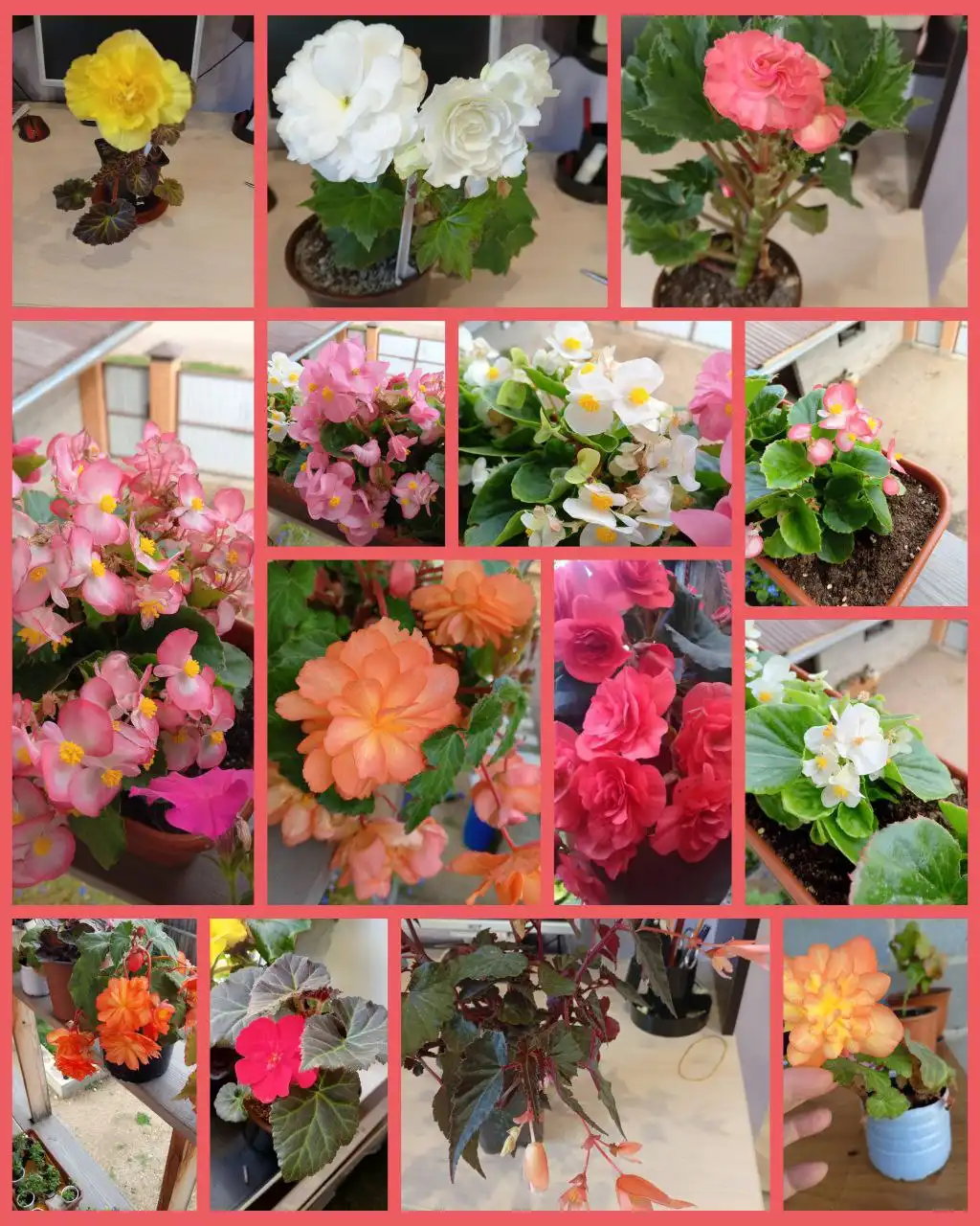 Продам отростки бегоний